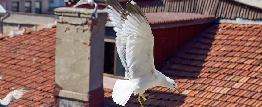 Residential Chimney Animal Removal Solution in Graham, WA