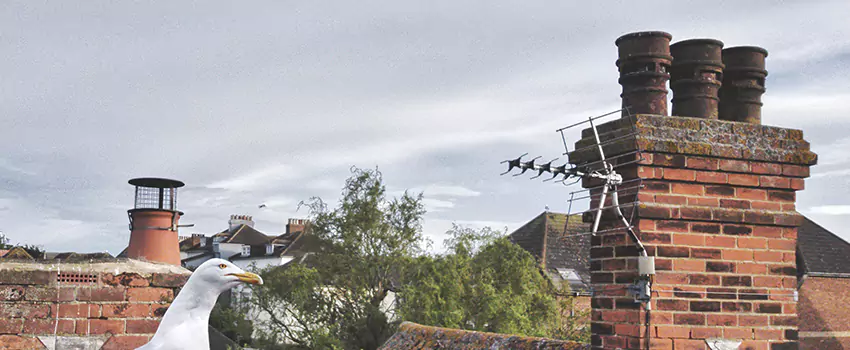 Chimney Cleaning And Restoration in Graham, Washington